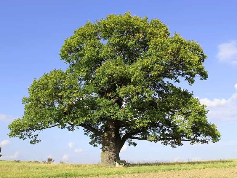Top 10 Shade Trees