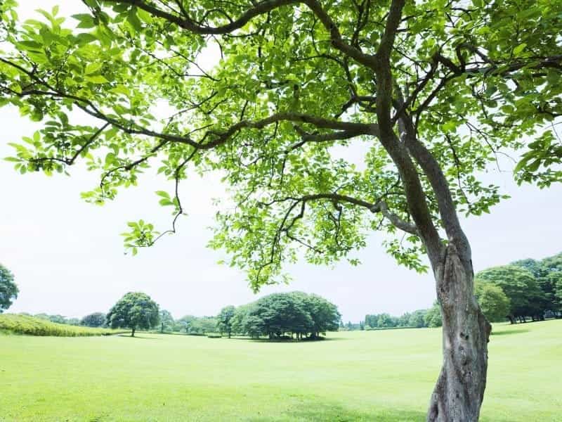 Top 10 Tree Benefits - BrightView