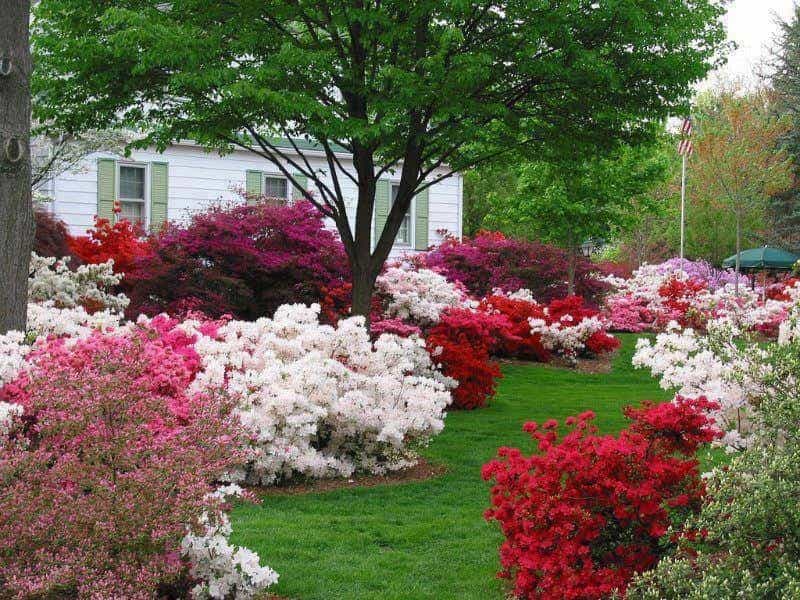 Top 10 shrubs anyone can grow - Flower Power