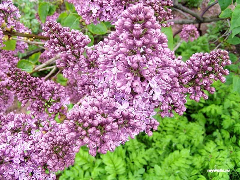 Top 5 Most Beautiful Lilacs - NatureHills.com - YouTube