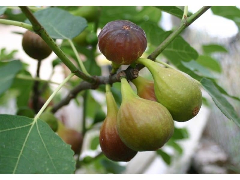 Torn common fig fruit on iron cast background - stock photo - Crushpixel