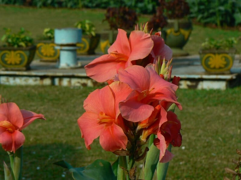 Toucan® Coral Canna Lily - Plant Addicts