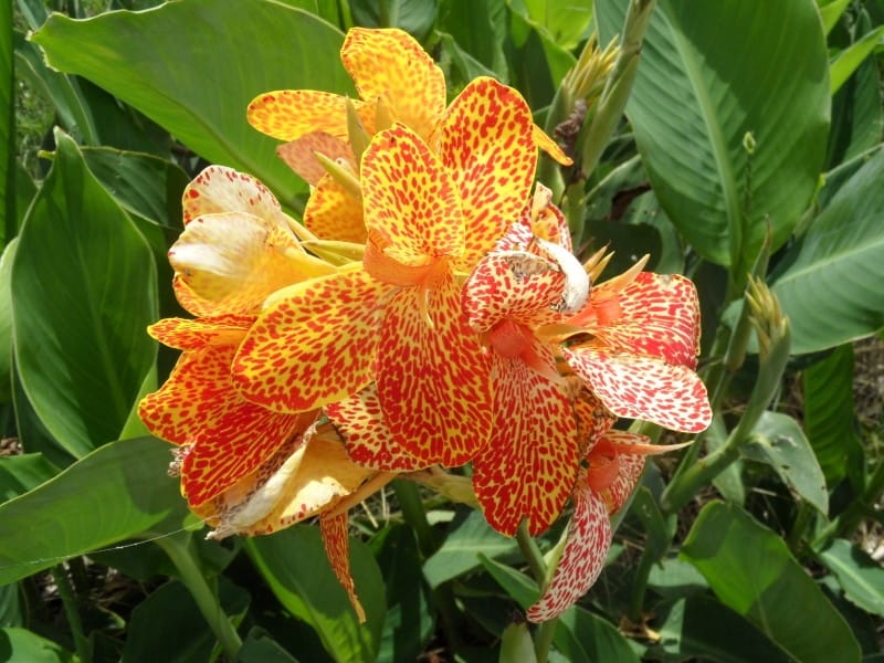 Toucan® Dark Orange - Canna Lily Plant - Free Shipping