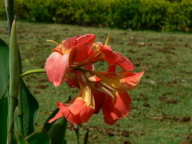 Toucan® Dark Orange Canna Lily - Plant Addicts