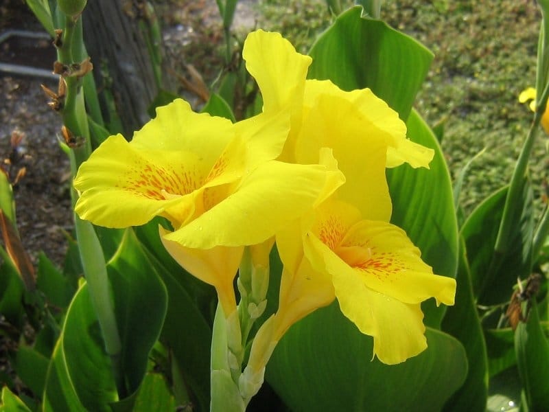 Toucan® Yellow - Canna Lily Plant - Free Shipping