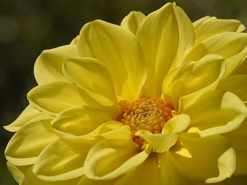Transparent Yellow Flower Png - Transparent Background Yellow Flower  Clipart, Png Download , Transparent Png Image - PNGitem