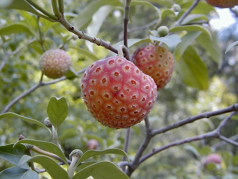 Tree: Marina Strawberry Tree - RUFF