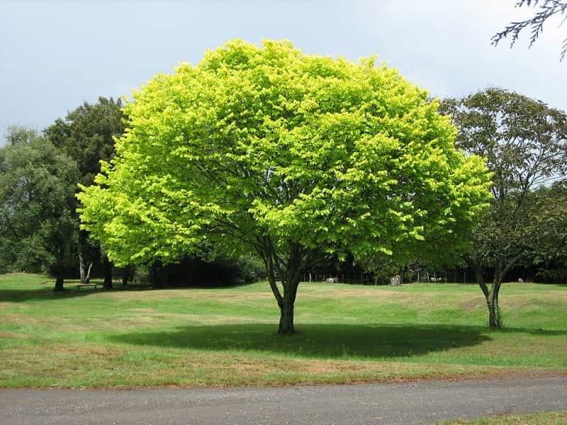 Trees: Our Mental, Physical, Climate Change Antidote - WBUR News