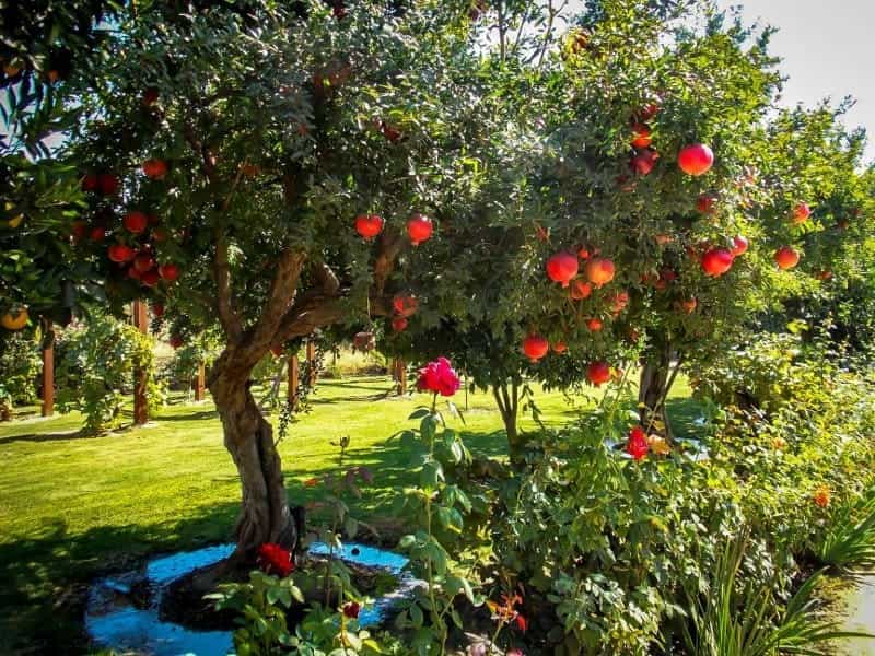 Tree stories: Pomegranate, flowers and fruit - Lifestyle - The Daily News