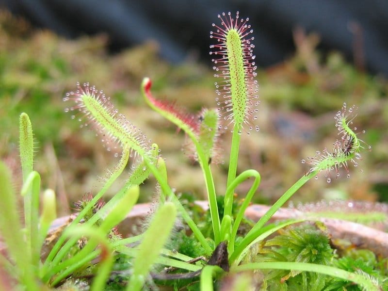 Tropical Drosera Capensis, Cape Sundew \