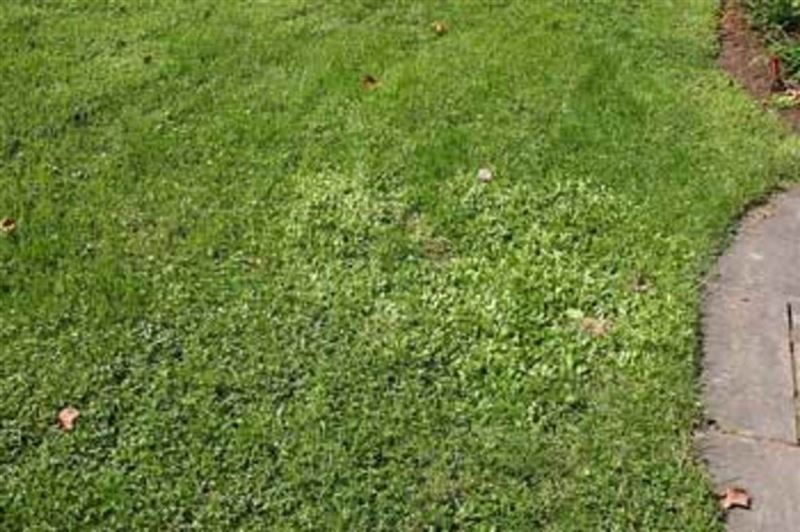 Try Creeping Mazus As a Low-maintenance Lawn Substitute - Horticulture