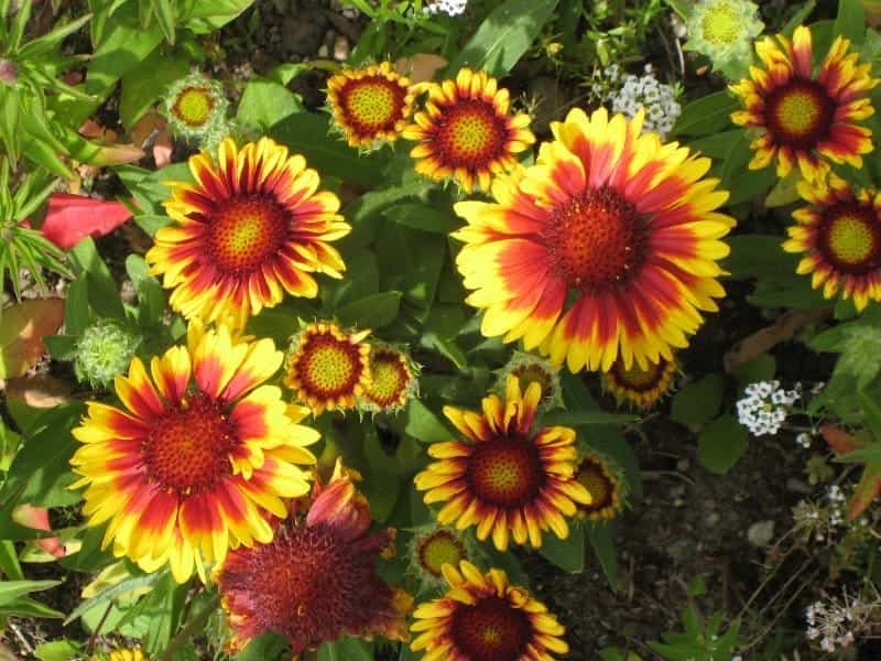 Types Of Blanket Flowers - Store www.spora.ws