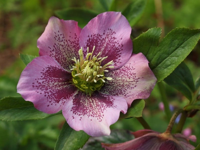 Types Of Hellebores: Learn About Varieties Of Hellebore Flowers