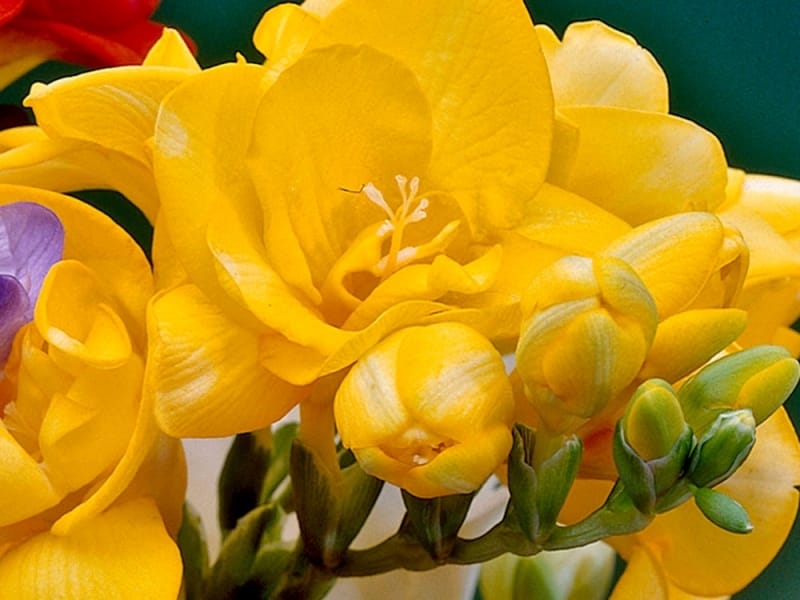 Types of freesia flowers for your event by Whole Blossoms - Issuu