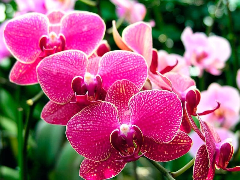 Ultimate Guide to Orchid Flower Meaning, Symbolism,  Gifting - Petal  Republic