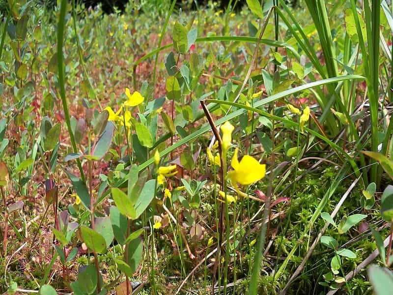 Under Water Leaves with Bladder-like Traps of a Greater Bladderwort ,  Utricularia Vulgaris Stock Photo - Image of horizontal, flower: 150467046