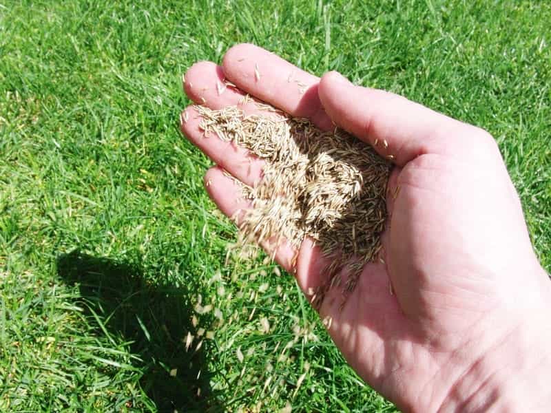 Unhulled Bermuda Grass Seeds, 50 lb. Bag - Silt Management Supplies, LLC.
