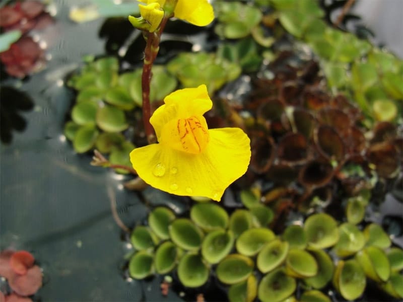 Utricularia Bladderwort Information - Tips On Bladderwort Control And Care