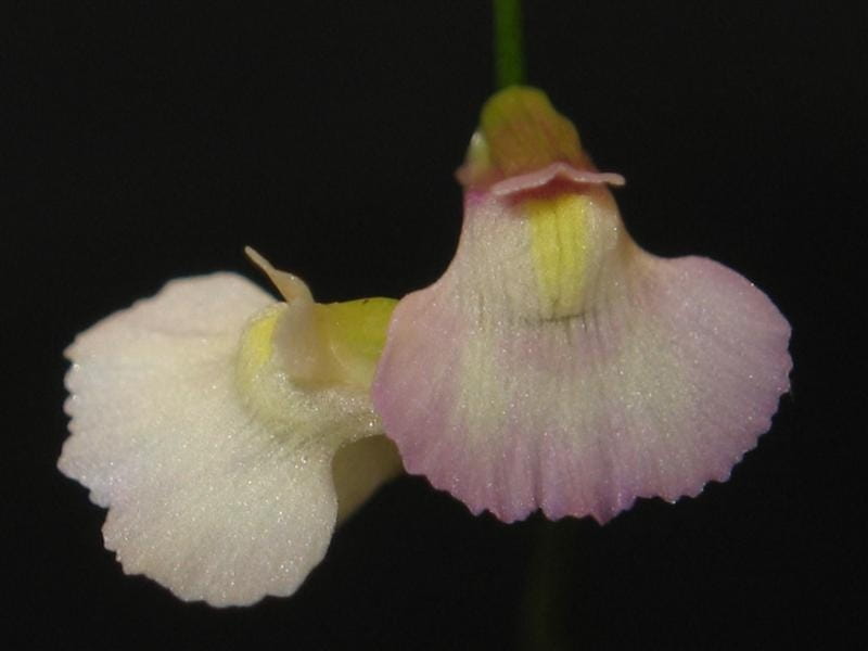 Utricularia sandersonii - Wikipedia