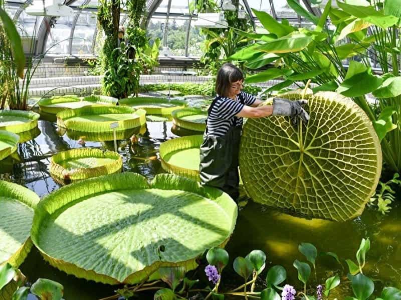 VICTORIA AMAZONICA GIANT WATER LILY - YouTube