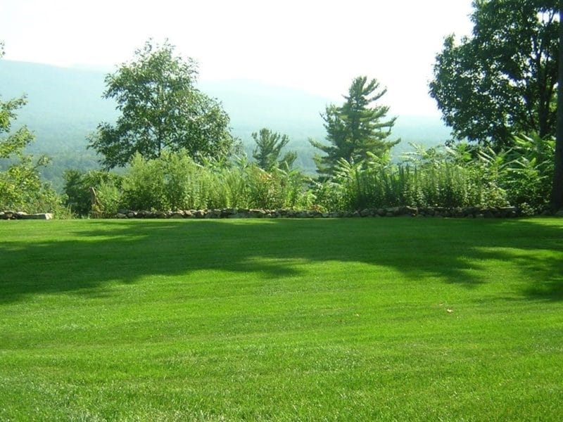 Vajra Seeds American Natural Lawn Grass Seeds - 2000 + Seeds Packet :  Amazon.in: Garden  Outdoors