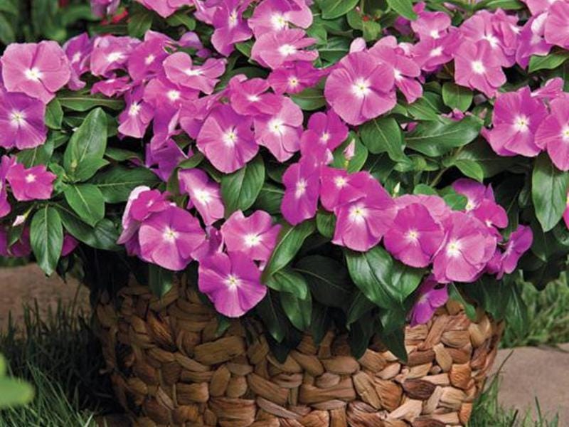 Vamsha Catharanthus roseus, Tiny Periwinkle, Vinca Sadabahar Live Plant :  Amazon.in: Garden  Outdoors