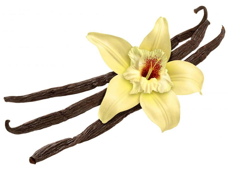 Vanilla Flower In The Centre On Beans Isolated On White Background As  Package Design Element Stock Photo, Picture And Royalty Free Image. Image  78223583.