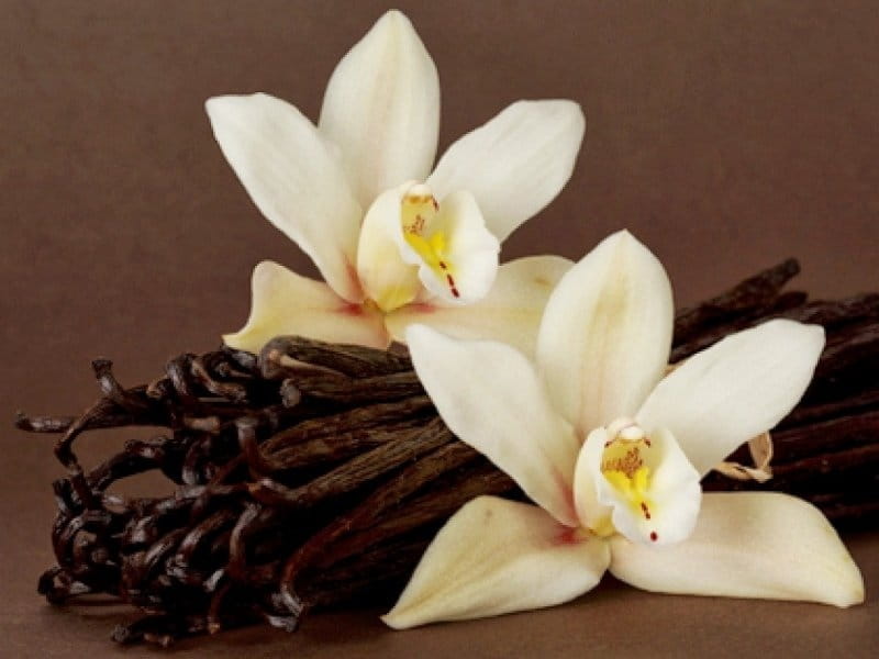 Vanilla flower isolated Royalty Free Vector Image