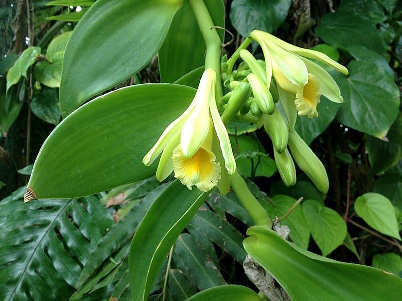 Vanilla orchid vanilla flower isolated on white background Stock Photo -  Alamy