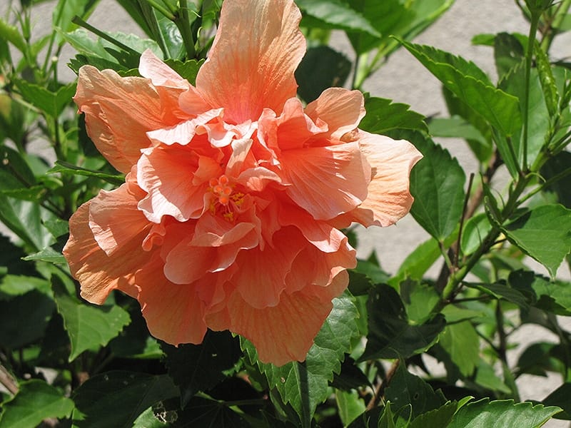 Variegatum Abutilon Plants for Sale (Flowering Maple) - Free Shipping