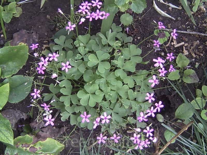 Vascular Plants of the Gila Wilderness-- Baccharis salicifolia