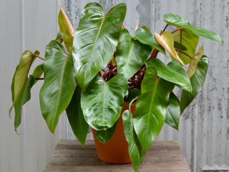 Velvet Leaf Philodendron (Philodendron micans) - Big leaf plants,  Philodendron plant, Plants