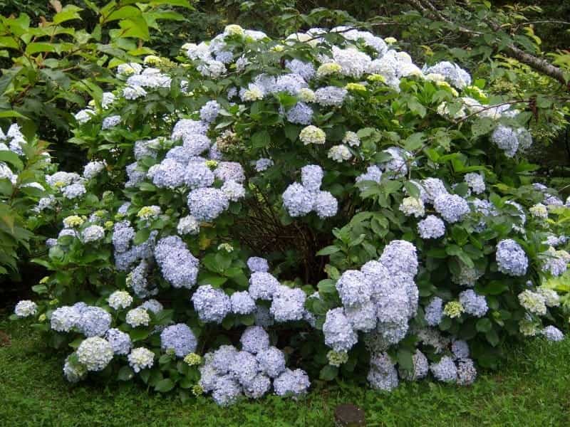 Viburnums: Flowering Shrubs for Every Season: Dirr, Michael A.:  0884438900961: Amazon.com: Books