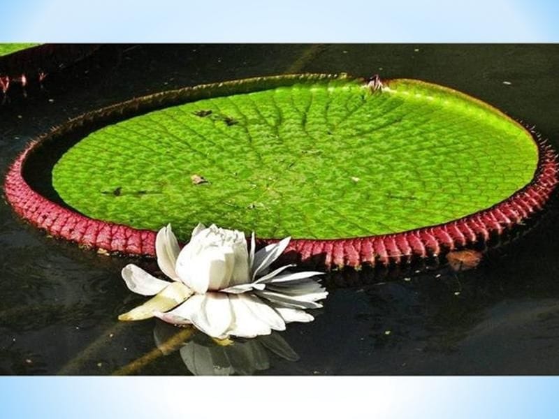 Victoria Amazonica Flower - Royalty free image - #13899639 - PantherMedia  Stock Agency