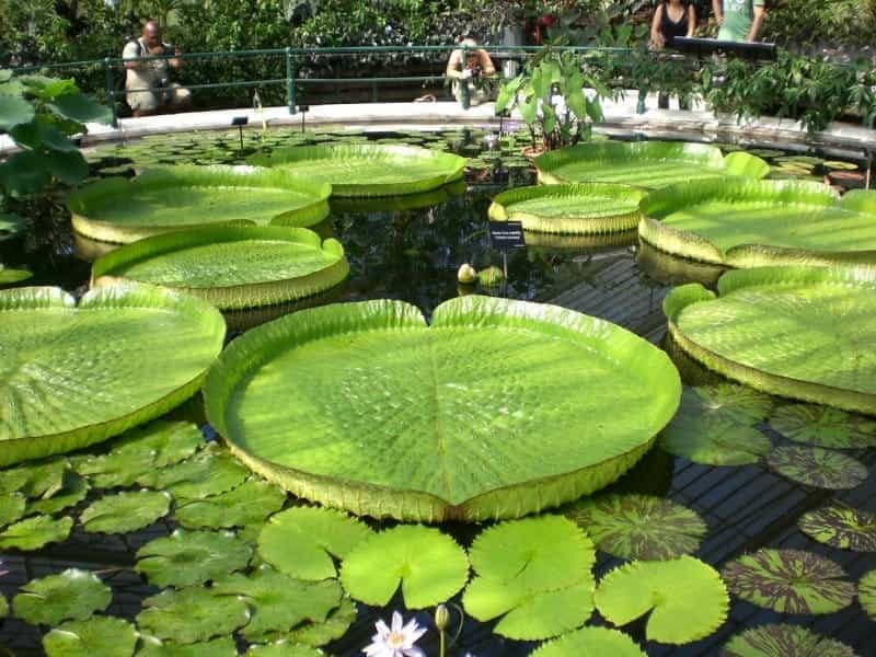 Victoria Amazonica Is A Species Of Flowering Plant, The Largest Of The  Nymphaeaceae Family Of Water Lilies. Stock Photo, Picture And Royalty Free  Image. Image 68809248.