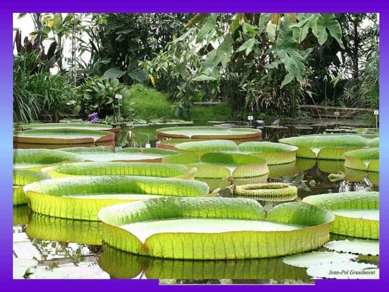 Victoria amazonica (Amazon Water Lily) - World of Flowering Plants
