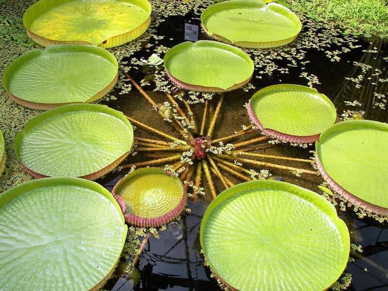 Victoria amazonica - Victoria water lilly - Onszaden