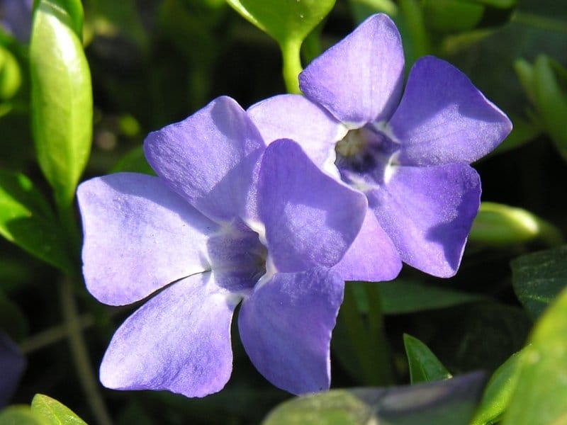 Vinca 'Blueberry' - Periwinkle flowers, Annual flowers, Flower seeds