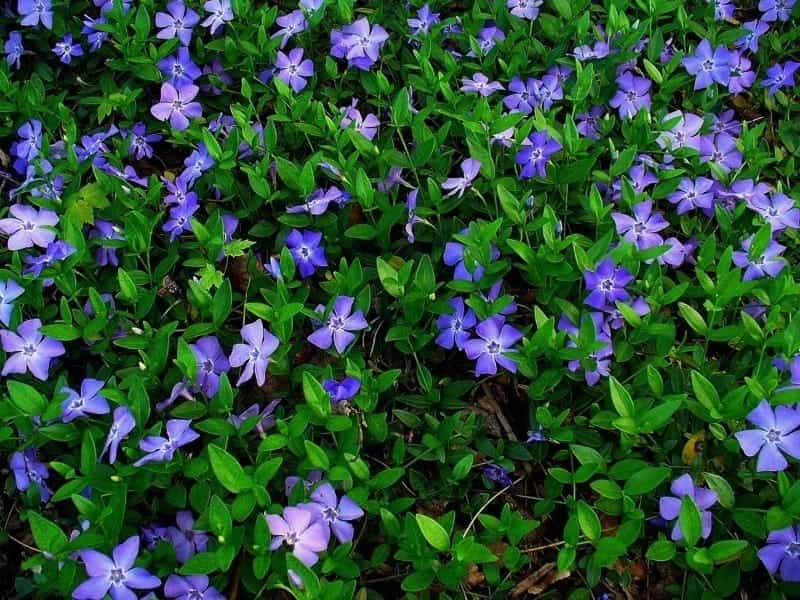 Vinca minor - Wikipedia