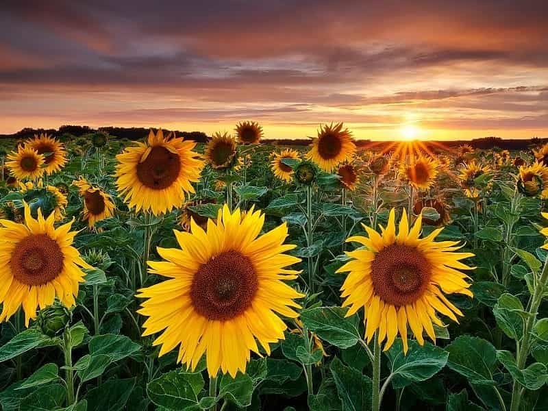 Visit these magical Sunflower Fields in Central Ohio in 2021