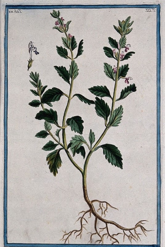 Wall germander (Teucrium chamaedrys L.): entire flowering plant with  separate flower. Coloured etching by M. Bouchard, 1775. - Wellcome  Collection