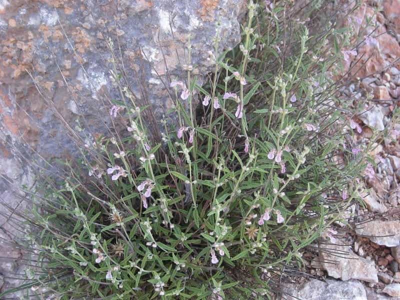 Wall germander - planting, care and tips - live-native.com