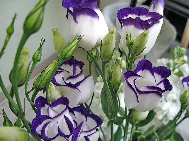 Wallpaper flowers, bouquet, wood, pink, flowers, eustoma, eustoma images  for desktop, section цветы - download
