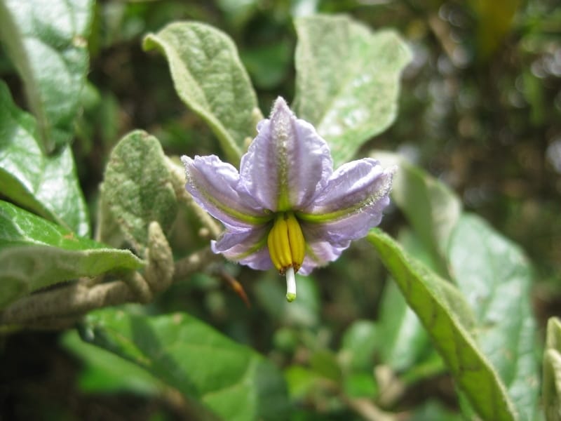 War on Weeds: Bittersweet nightshade - War on Weeds - postregister.com