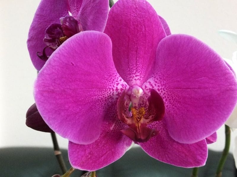 Warty Hammer Orchid - Drakaea livida - Another one I had to … - Flickr