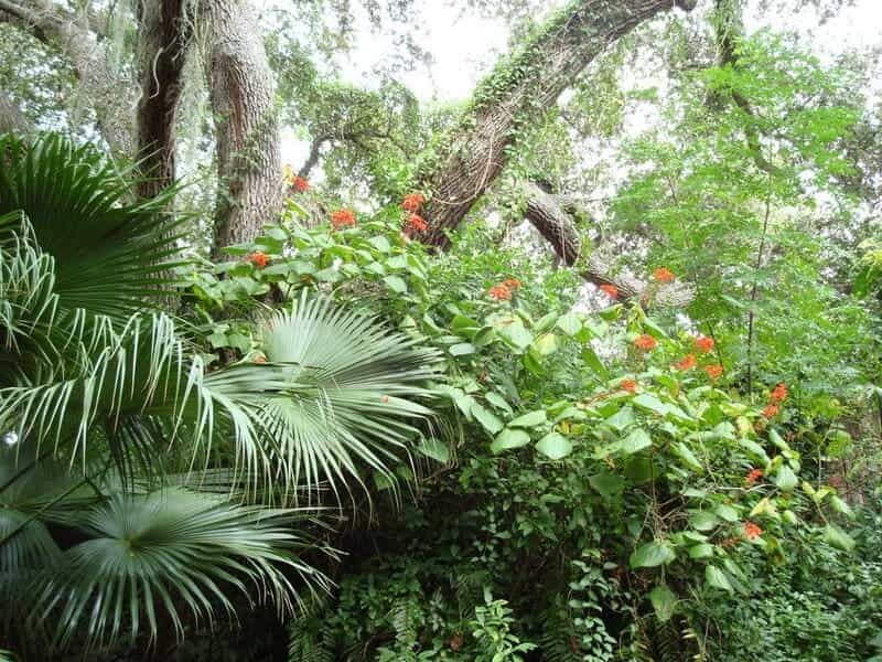 Watercolor Tropical Plants Set. Exotic Flowers, Monstera and Palm Leaves  Stock Photo - Image of forest, green: 157449130