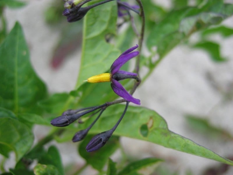 Weed of the Month: Bittersweet Nightshade - Brooklyn Botanic Garden