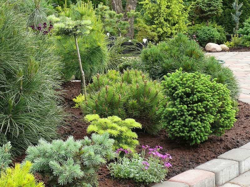 Well tended conifer border with a variety of conifer shrubs in large  country garden Stock Photo - Alamy