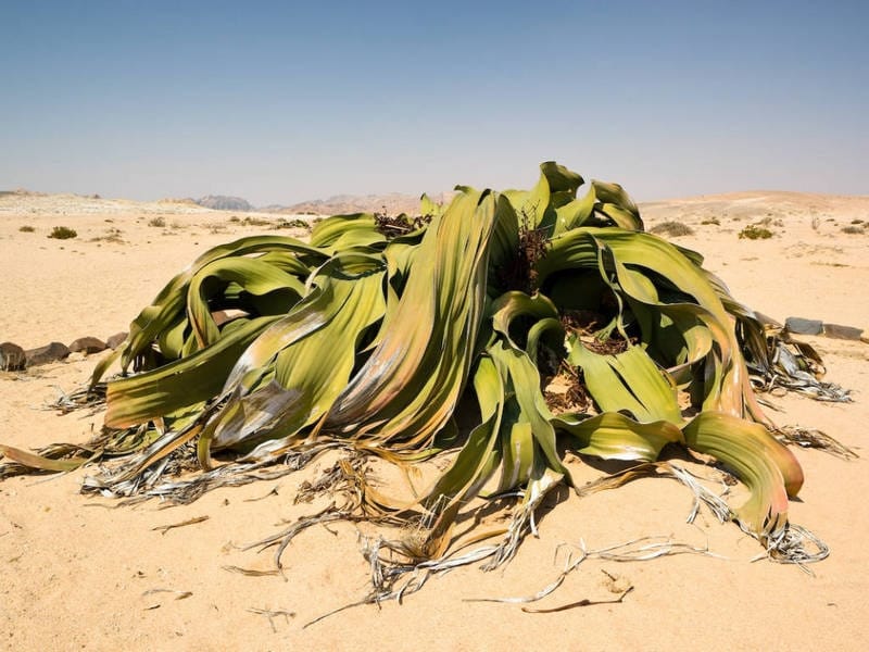 Welwitschia (Welwitschia Mirabilis) Plant Growing In The Hot Arid Namib  Desert Of Angola And Namibia Stock Photo - Alamy
