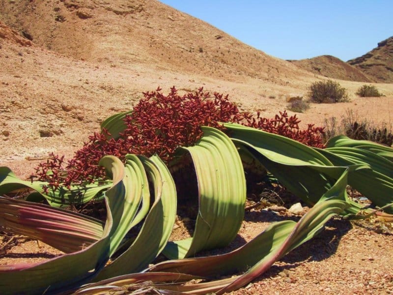 Welwitschia Facts - World of Succulents